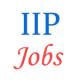 Various Jobs in Indian Institute of Petroleum (IIP)