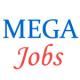 Experienced Manager Jobs in MEGA