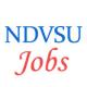 Teaching Jobs in NDVSU