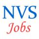 Non-Teaching  Jobs in Navodaya Vidyalaya Samiti (NVS)