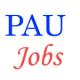 Jobs in Punjab Agriculture University