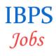 IBPS 6th CWE for Clerical cadre Posts