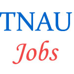 Junior Assistant cum Typist Jobs in TNAU